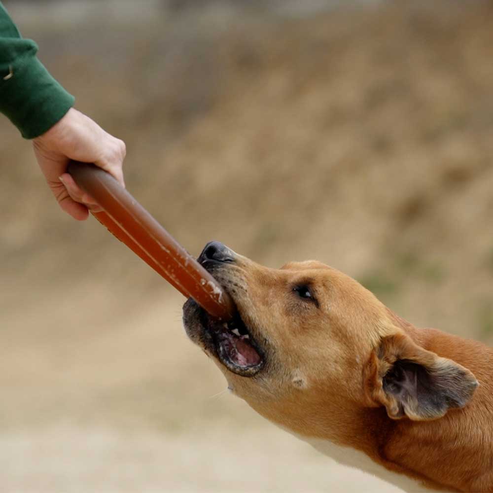 Jouet pour chien Rub Bite