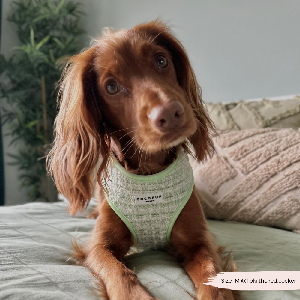 Harnais - tweed texturé Matcha