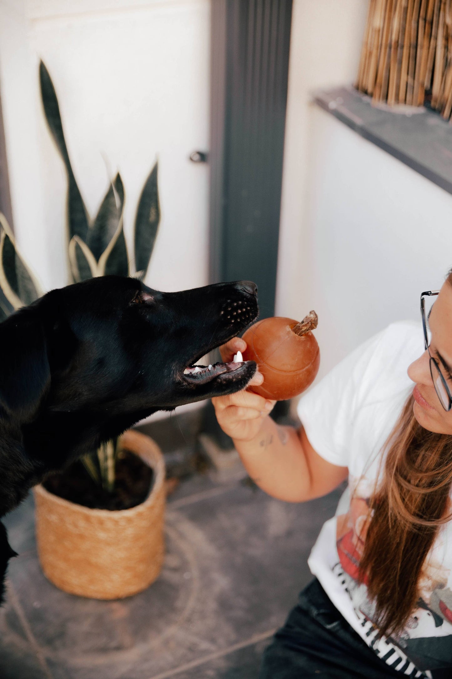 Jouet pour chien Rub Ball