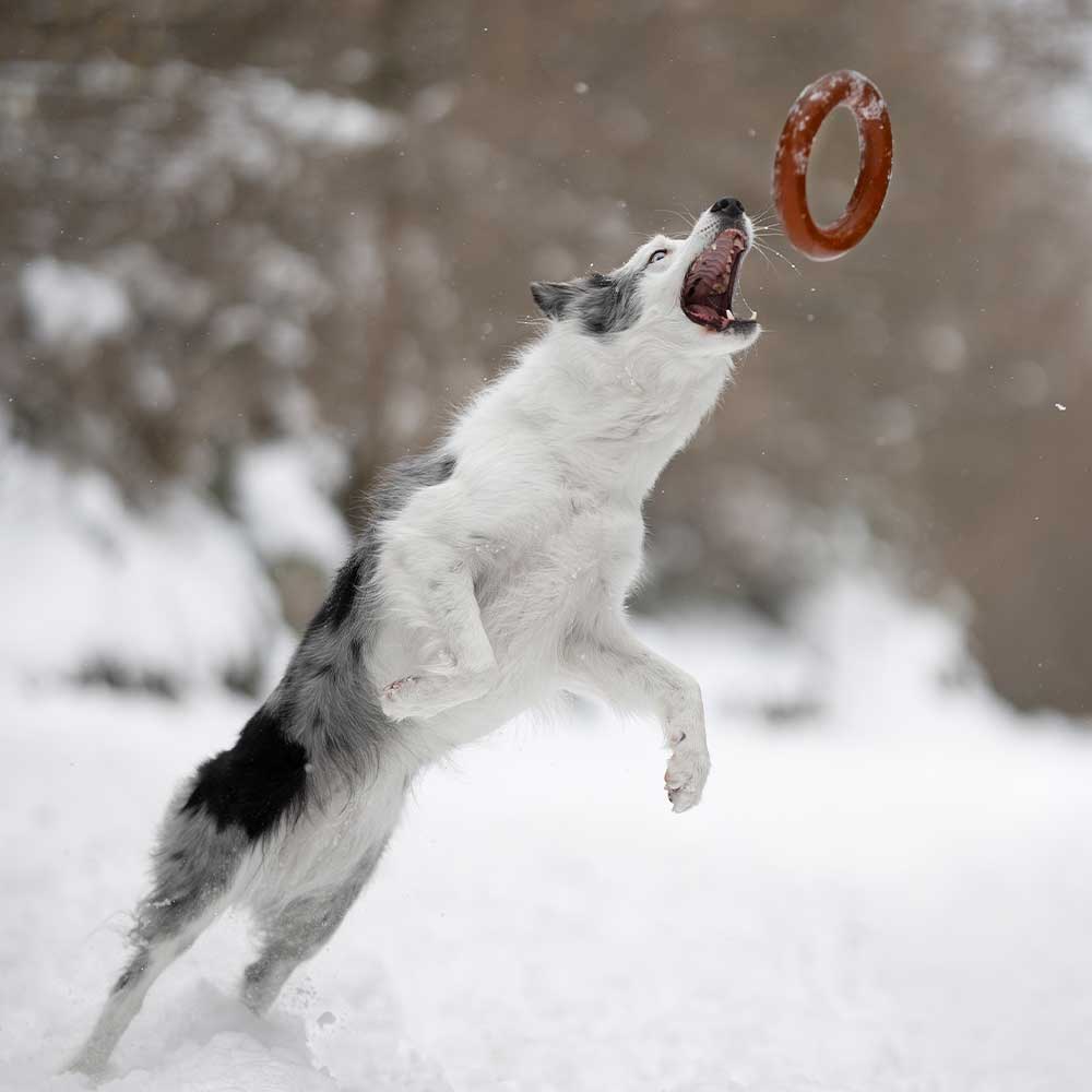 Jouet pour chien Rub Bite