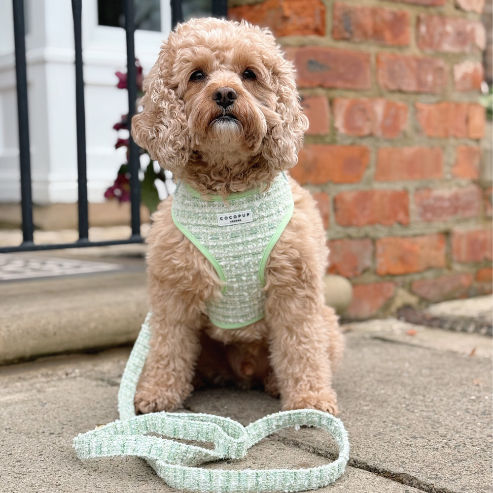 Harnais - tweed texturé Matcha