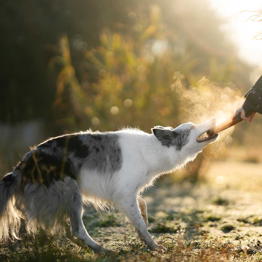 Jouet pour chien Rub Bite