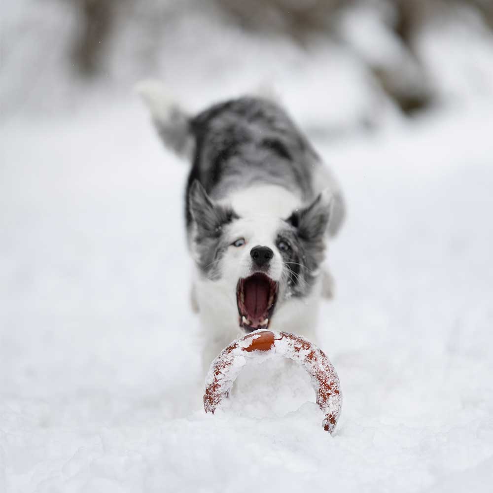 Jouet pour chien Rub Bite