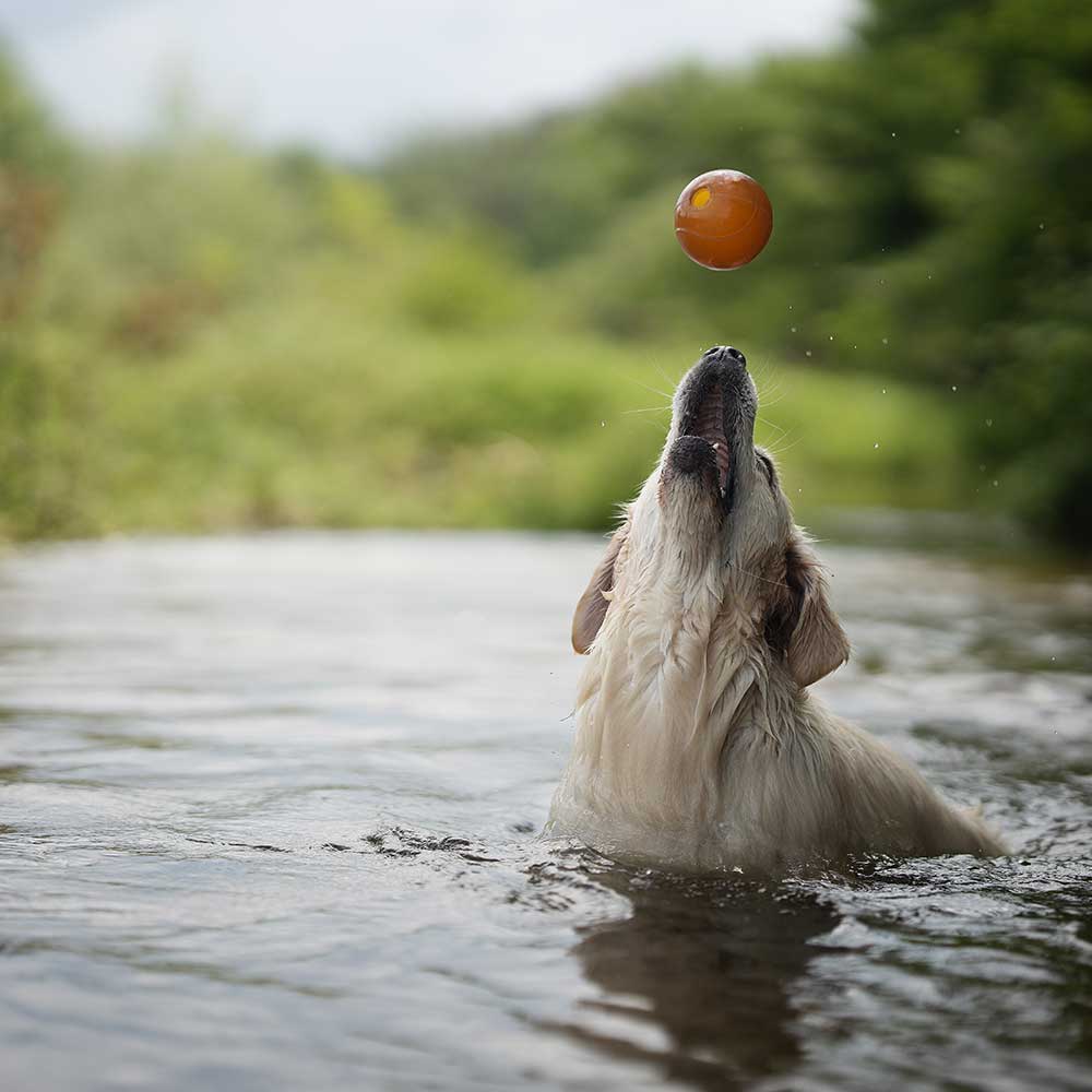 Jouet pour chien Rub Ball