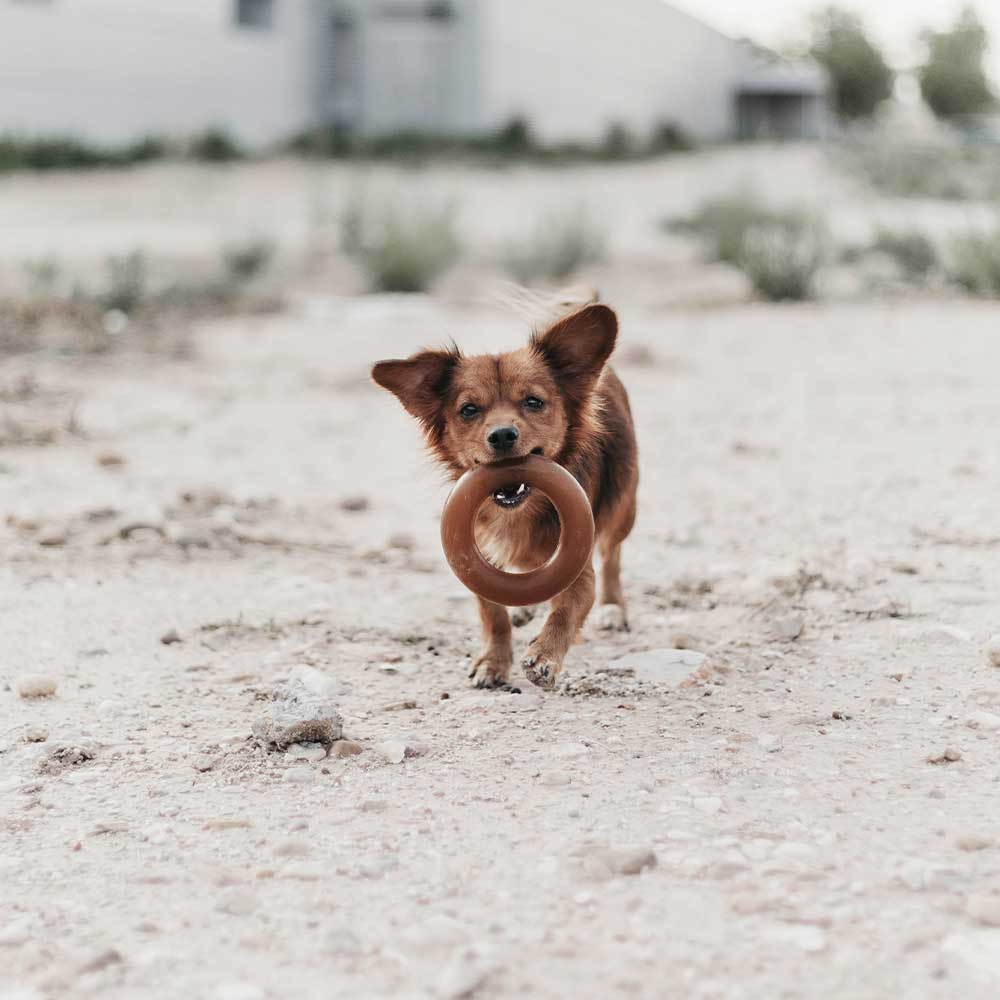 Jouet pour chien Rub Bite