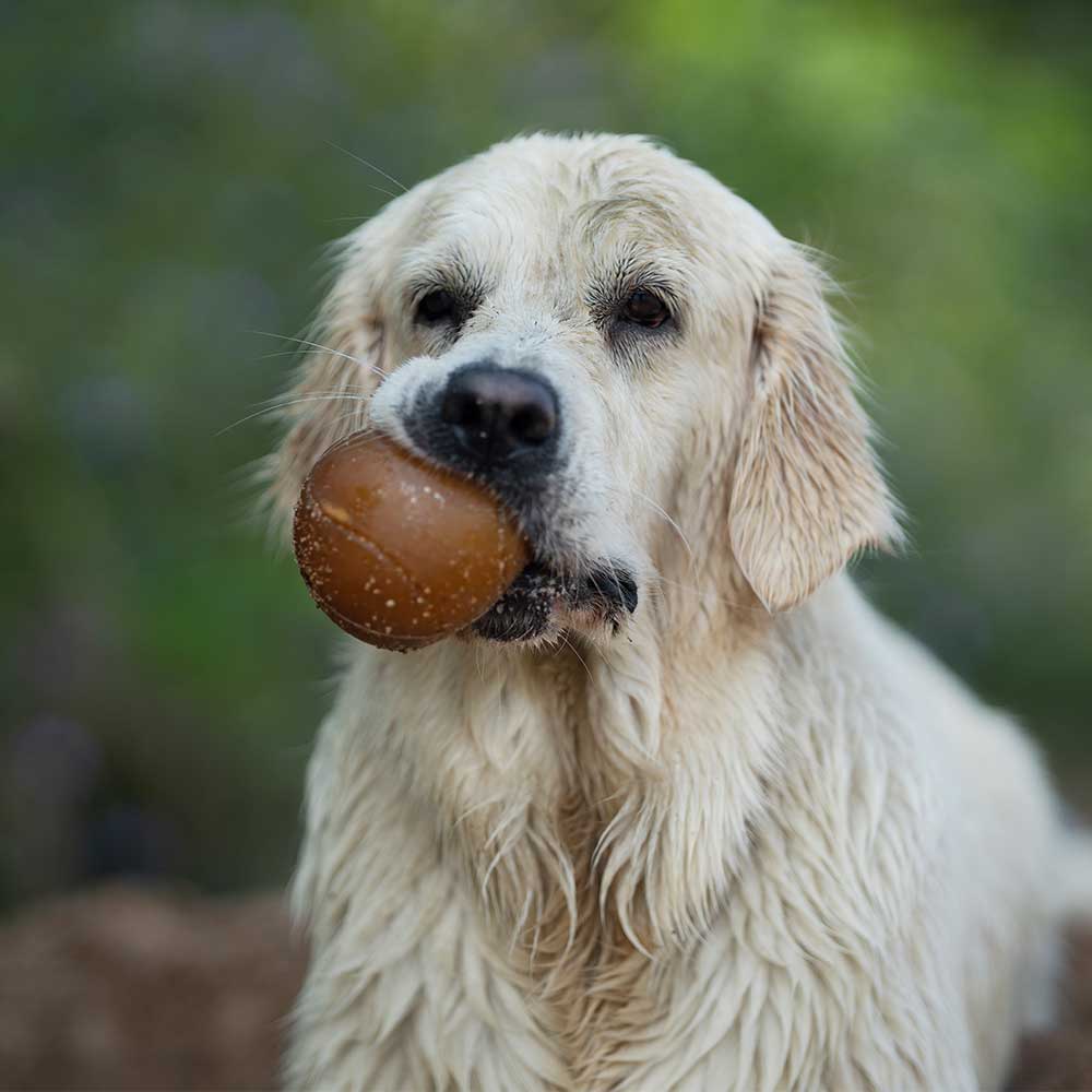 Jouet pour chien Rub Ball