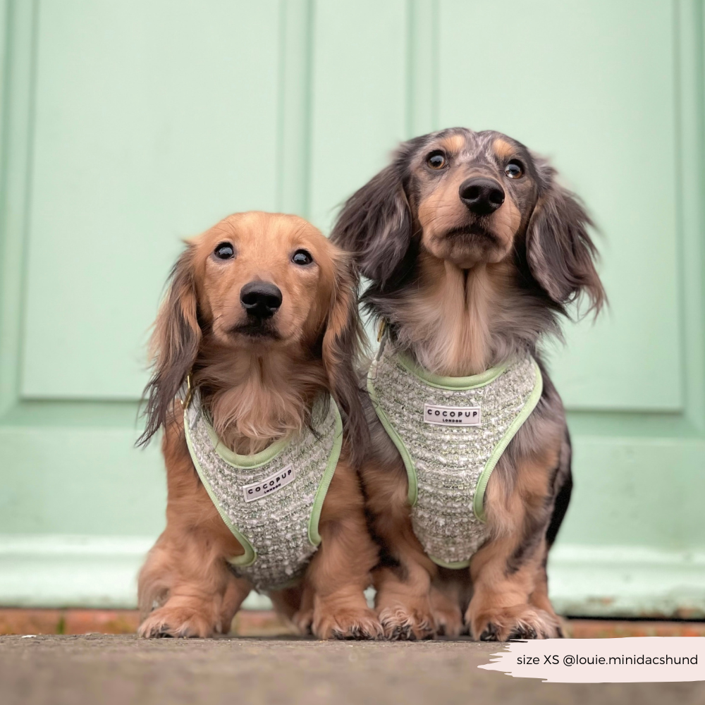 Harnais - tweed texturé Matcha
