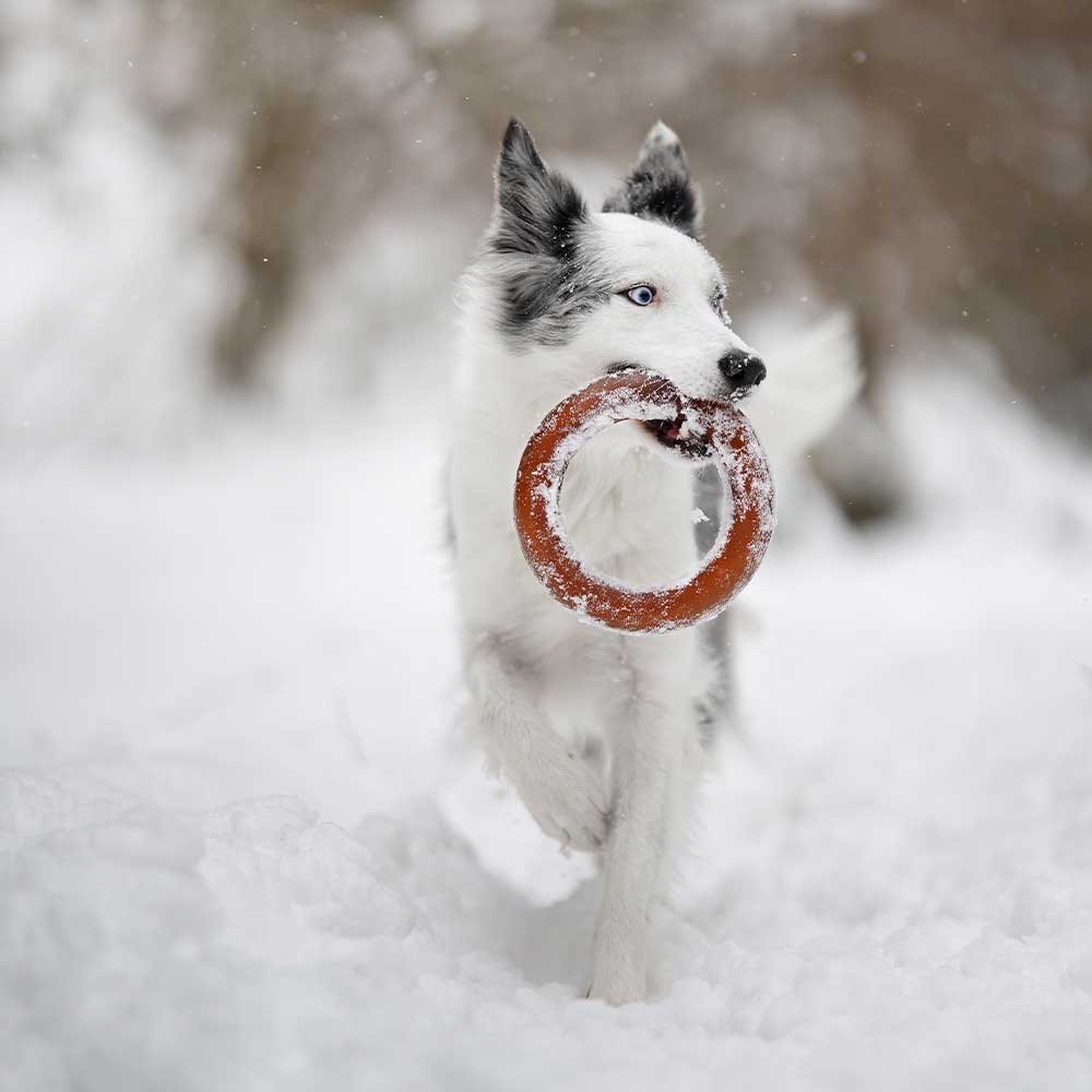 Jouet pour chien Rub Bite