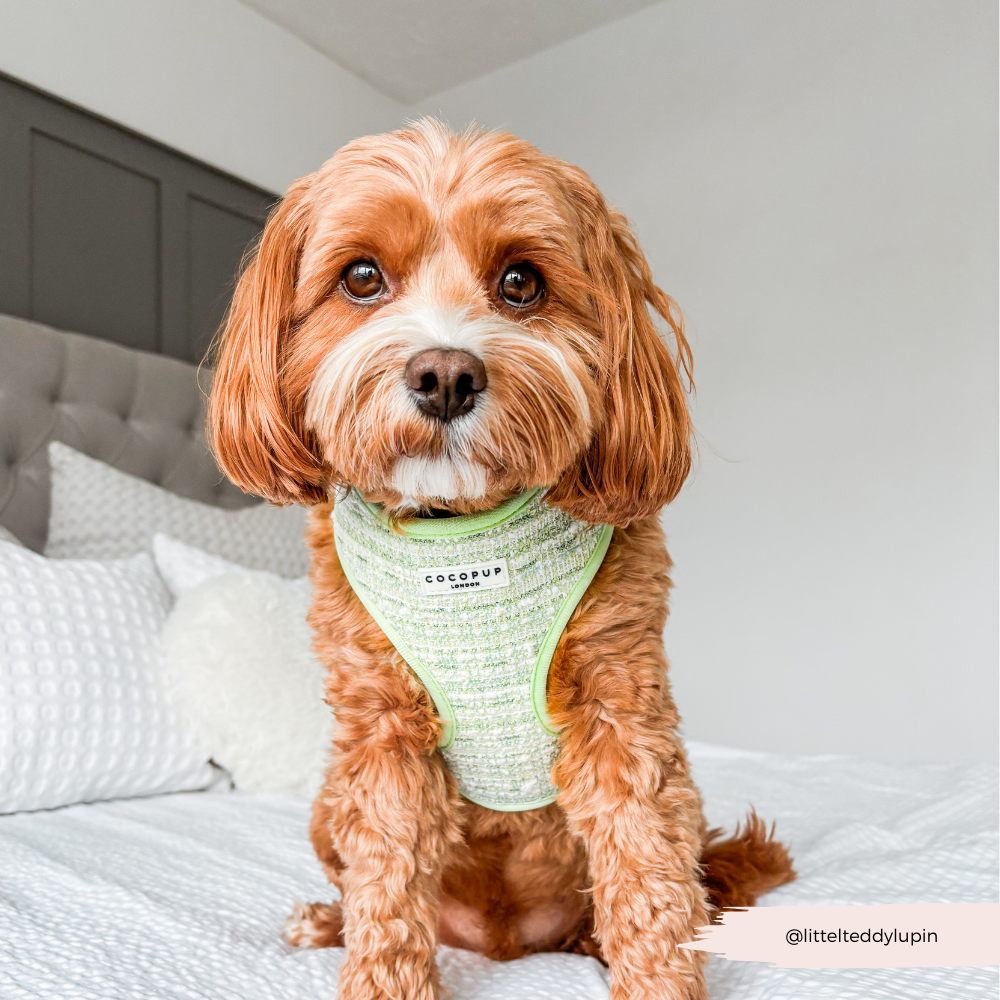 Harnais - tweed texturé Matcha