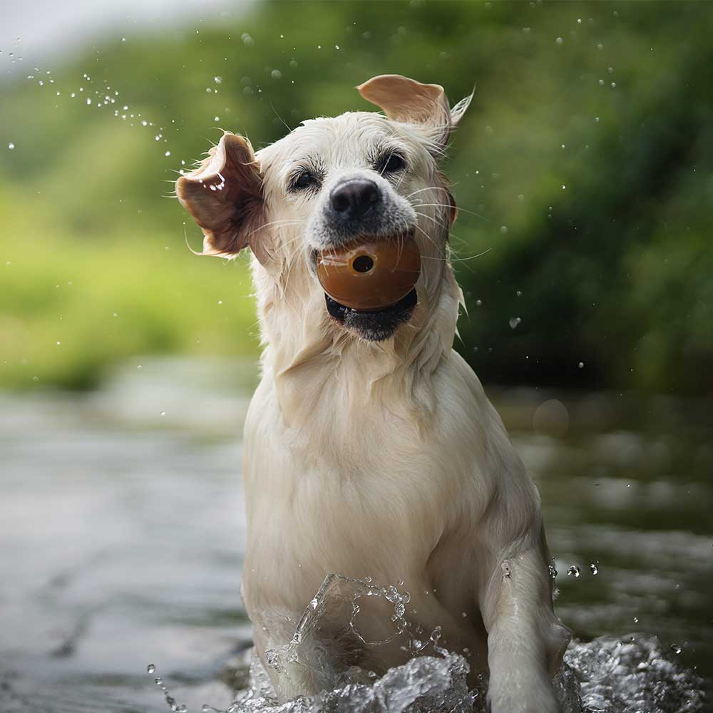 Jouet pour chien Rub Ball