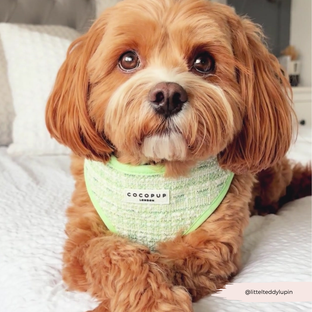 Harnais - tweed texturé Matcha