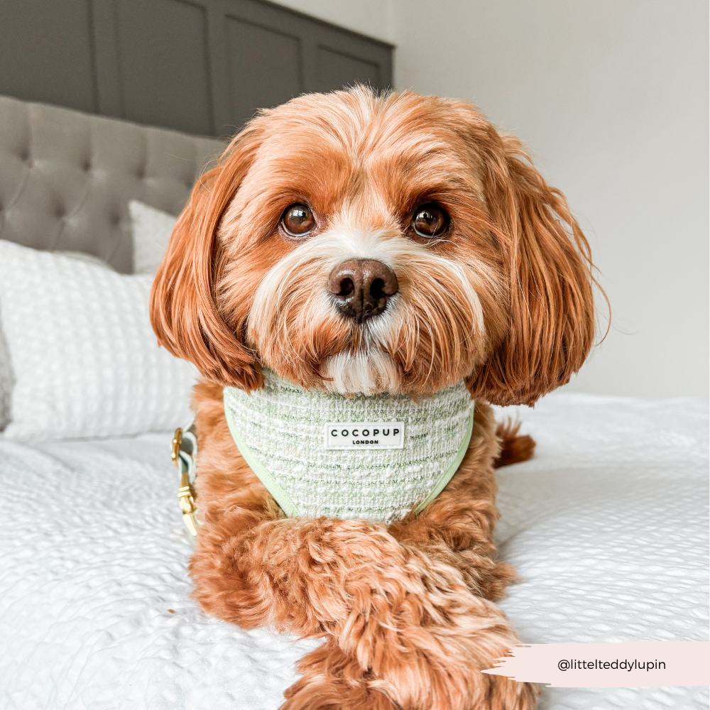 Harnais - tweed texturé Matcha
