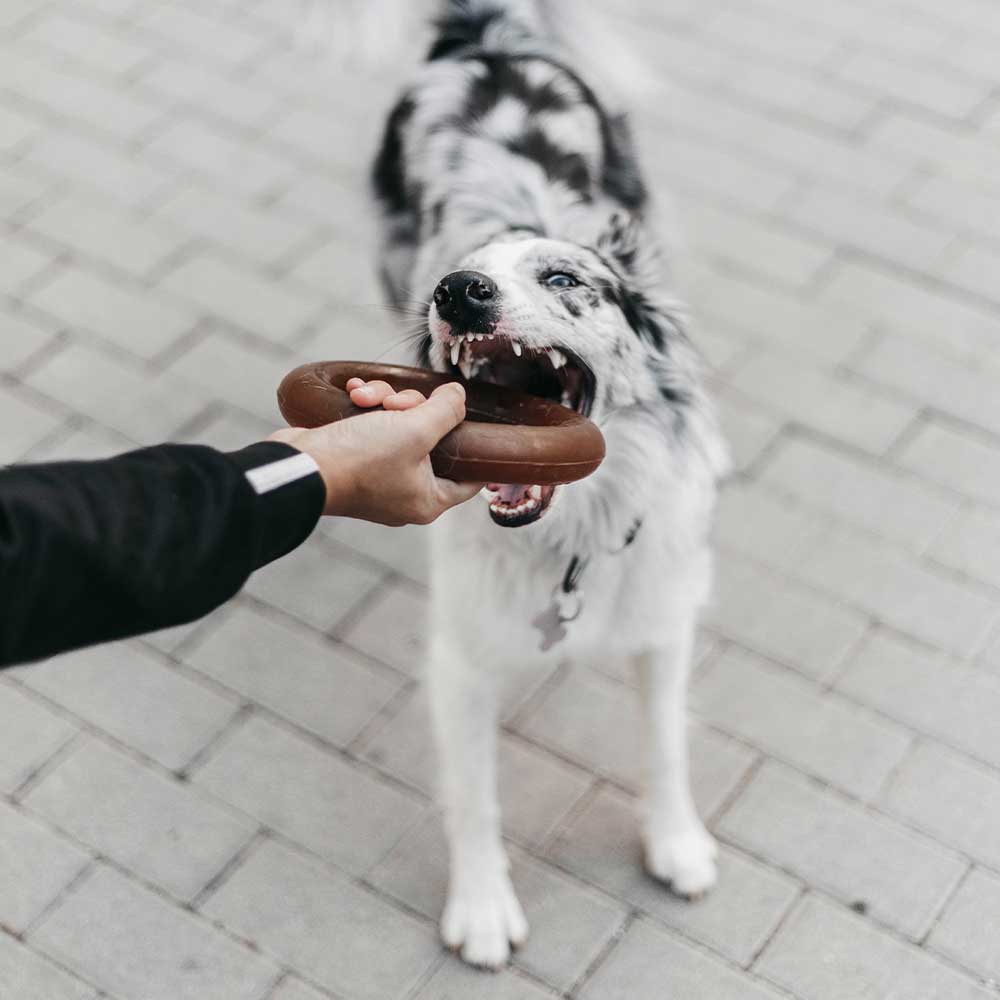 Jouet pour chien Rub Bite