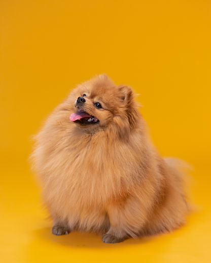 Shampoing moussant sec « SOS »