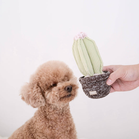 Jouet - Cactus